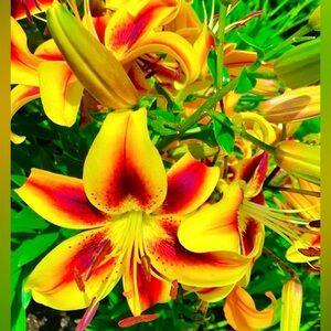 🌻🌞🌿🌻🌞🌿 🌻🌞🌿🌻🌞🌿 🌻🌞🌿🌻